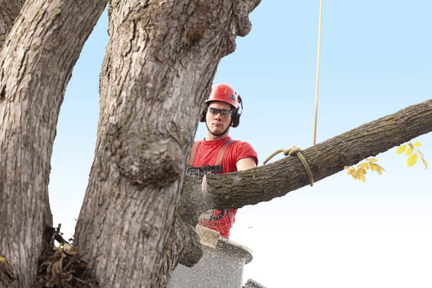 How Our Tree Care Process Works  in  Kingston, IL